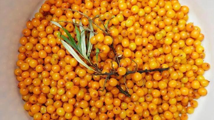 İğde yağı cildi sağlıklı görünüme kavuşturuyor