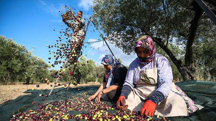 Bakan Pakdemirli: Zeytin üretiminin yüzde 32 artacağı tahmin ediliyor
