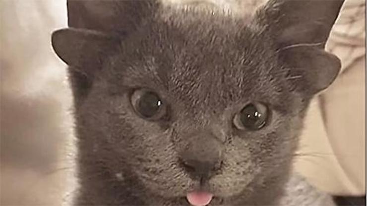 4 kulaklı doğan yavru kedi Midas viral oldu