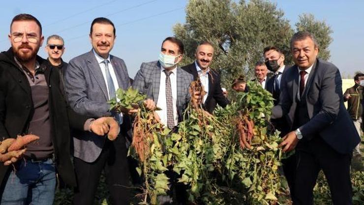 Tatlı patates İzmirin ürün desenine eklendi