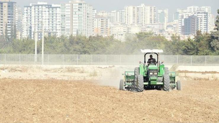 Tarsus Belediyesi ata tohumu ekimine başladı