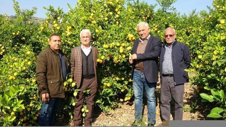 Limon üreticileri ihracatçıyı bekliyor
