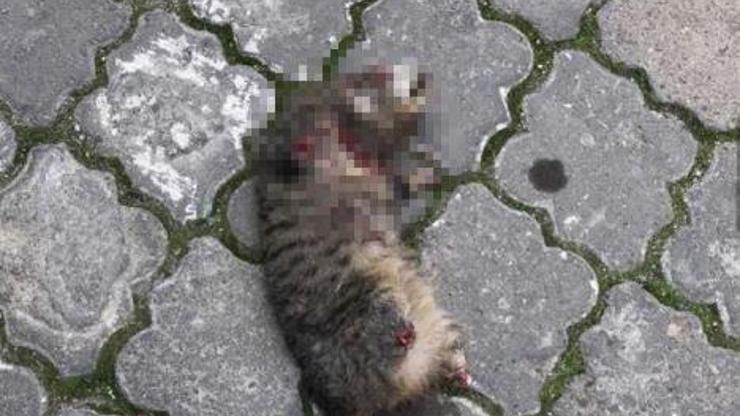 Turgutluda seri kedi katili aranıyor
