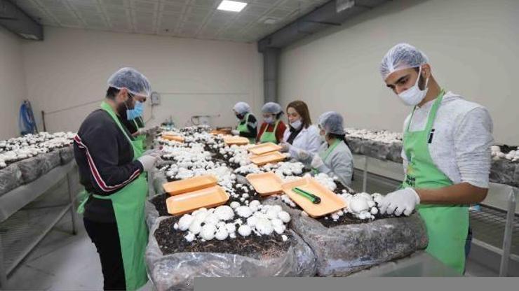 Engelliler Sarayı’nda mantar hasadı başladı