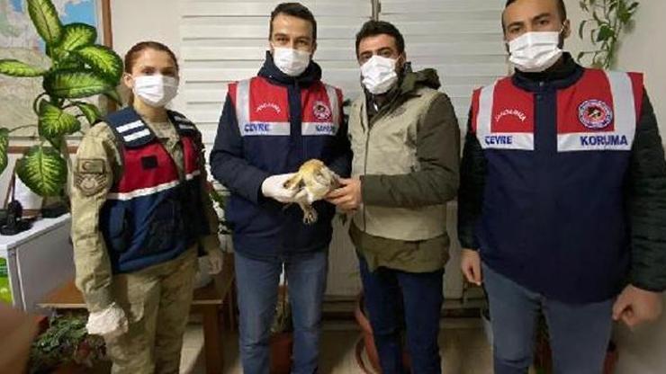 Yaralı baykuşa jandarma sahip çıktı