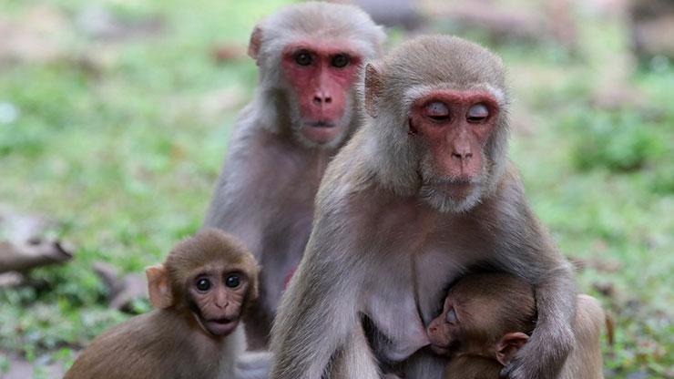 Hindistanda maymunlar intikam için 250 köpeği öldürdü