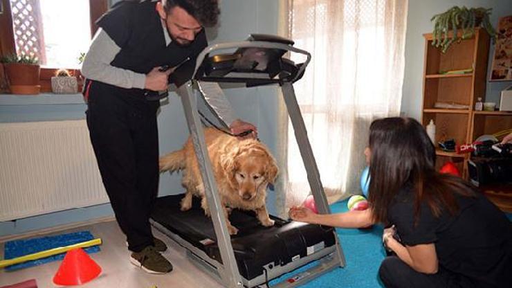 Obez köpek Paşa 30 kilo vermeyi başardı