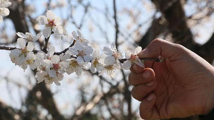 Ağaçların kışın çiçek açması uzun vadede bir çevre felaketi