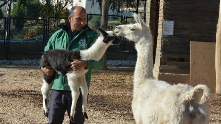 Tarsus Doğa Parkında ilk lama doğdu