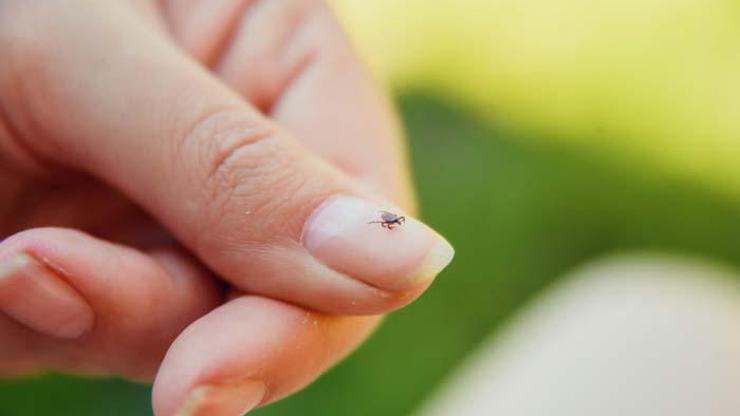 Lyme hastalığı en çok kimleri etkiliyor