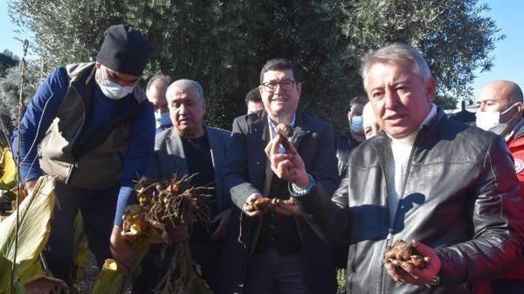 Muğlada zerdeçal ve zencefil hasadı üreticiyi sevindirdi