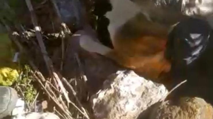 Kuyuya düşen köpeği belediye çalışanları kurtardı