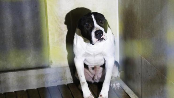 Vanda pitbull cinsi köpekler sokağa terk edildi