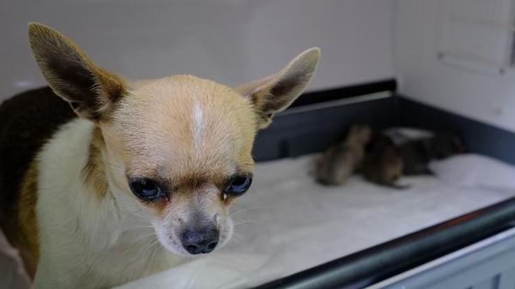Chihuahua cinsi köpeğe sezaryen; 3 yavru doğdu