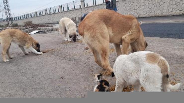 Sokak hayvanları için 5 yıldızlı barınak
