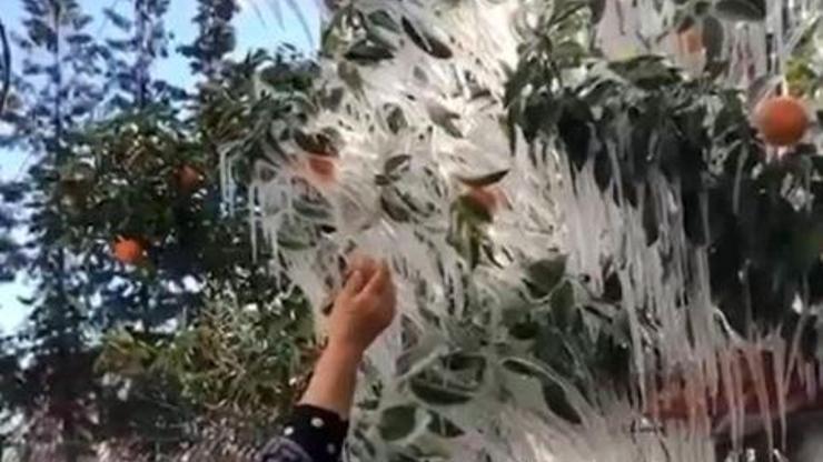 Antalyada portakal ağaçları buz tuttu