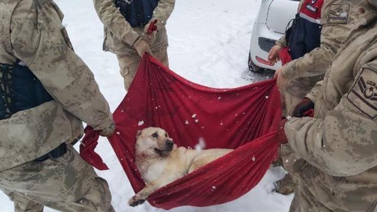 Yaralı köpeği jandarma tedavi ettirdi