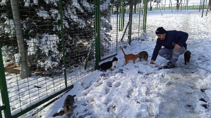 Küçükçekmece’de ekiplerden karlı havada sokak hayvanlarına destek