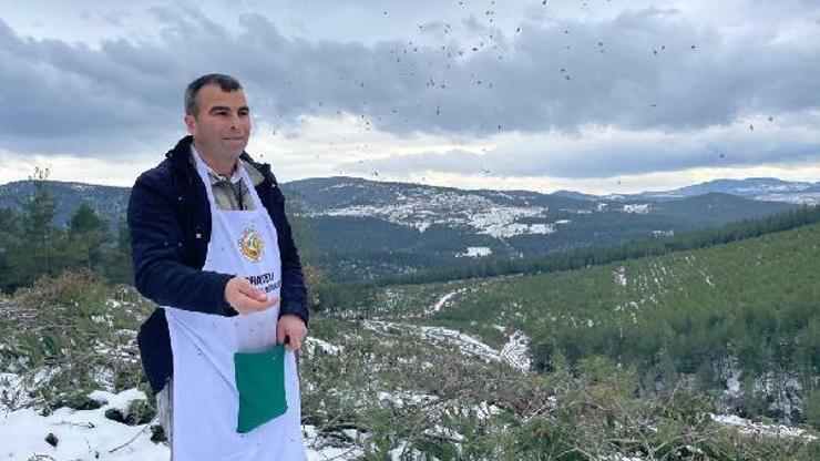 Karla kaplı kızılçam ormanına, 280 kilogram tohum serpildi