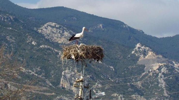 Aydına leylekler ilk kez ocak ayında geldi