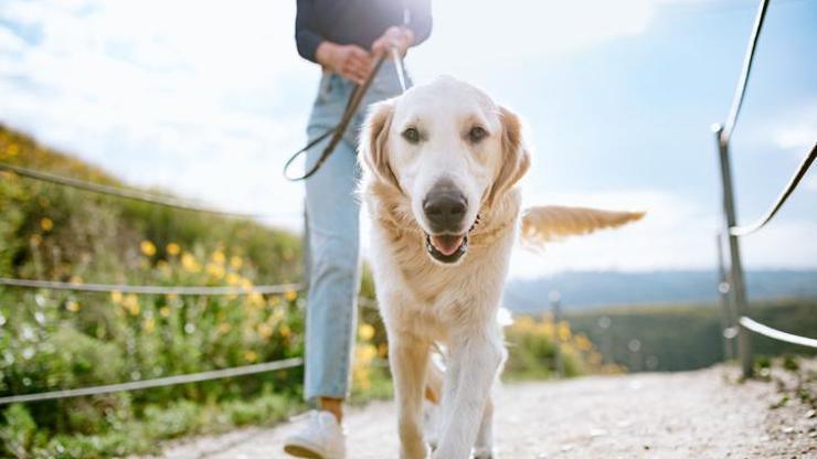Köpek dışkısı doğaya endüstriyel kirlilik kadar zarar veriyor