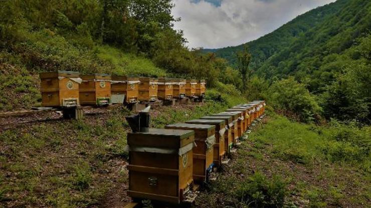 Bal ormanlarından ekonomiye 300 milyon TL katkı