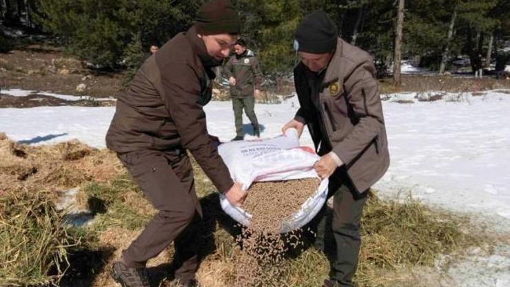 Afyonkarahisarda yaban hayvanları için yem bırakıldı