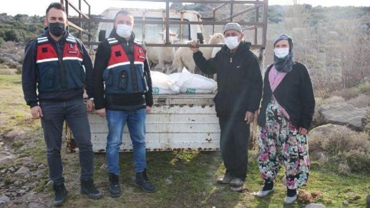 Çanakkalede 7 koyunu çalan 5 şüpheli yakalandı