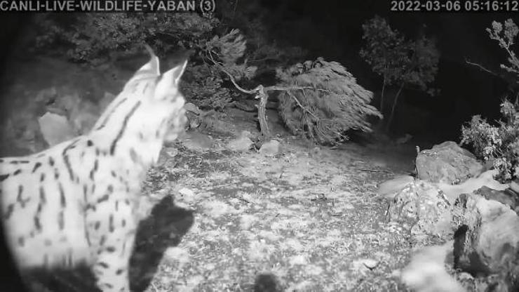 Erbaada fotokapanla vaşak görüntülendi