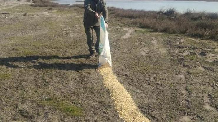 Gala Gölü’ne su kuşları için yem bırakıldı