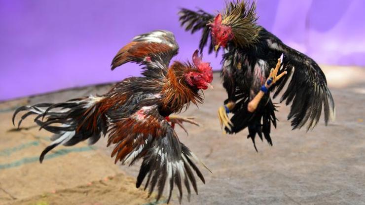 Horoz dövüşü kan gölüne döndü: 19 ölü