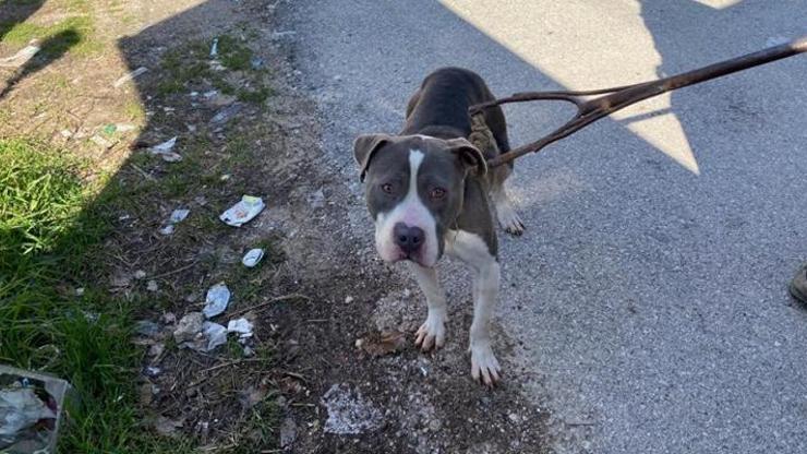 Ankara’da 7 tane yavru pitbull köpeği ölü bulundu