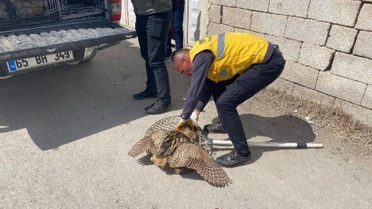 Evin bahçesinde yaralı bulunan balaban kuşu tedaviye alındı