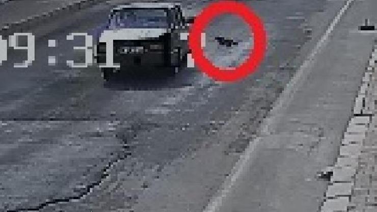 Otomobilin çarptığı kedi öldü