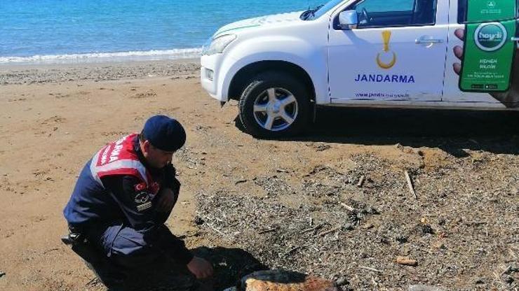 Manavgatta 4 caretta ölüsü sahile vurdu