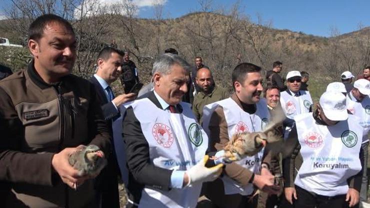 Tunceli’de 200 keklik üreme için doğaya bırakıldı
