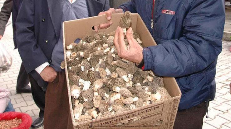 Kuzugöbeği avcıları iş başında Kilosu 500 liradan satılıyor