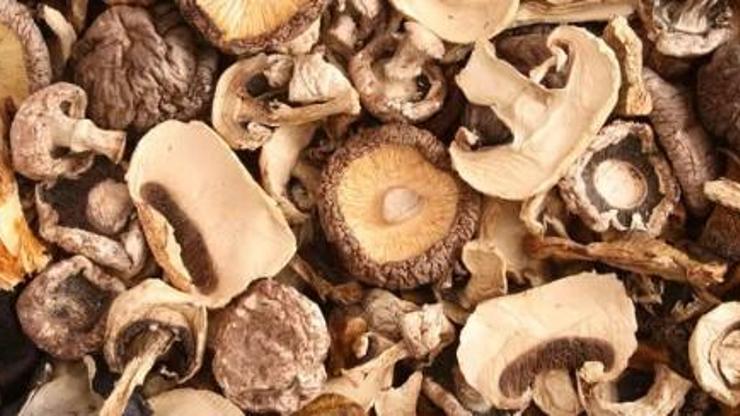 Uzak durun: Zehirli mantarı anlamak çok zor
