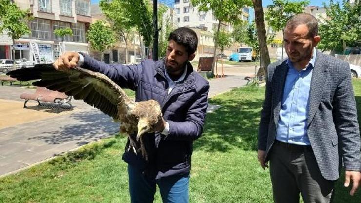 Yaralı bulunan akbaba korumaya alındı
