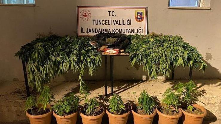 Tuncelide evinde Hint keneviri yetiştiren şüpheli yakalandı