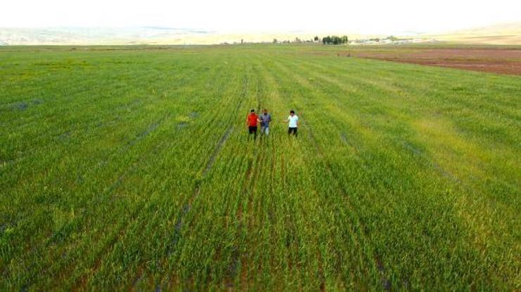 Van’da dağıtılan 100 ton arpa tohumu başak verdi, üreticiler verimden memnun