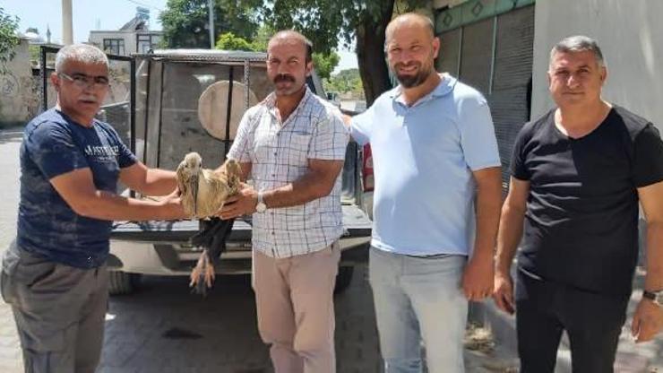 Yuvasından düşen leylek yaralandı