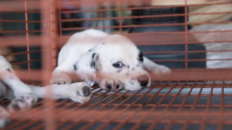 Vitrinden kedi-köpek satışı yasaklandı, peki nasıl denetlenecek