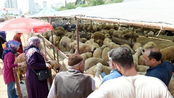 Seyhanda ücretsiz 4 bin kurban kesimi yapıldı