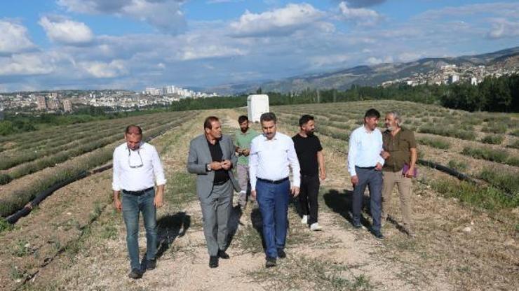 Tokat Havalimanı yanında lavanta bahçeleri oluşturuldu