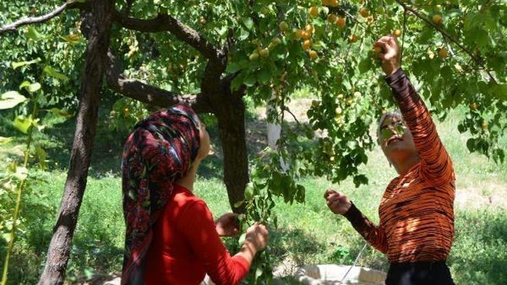Ahlatta kaysı hasadına başlandı