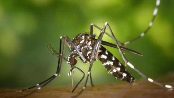 Aedes sivrisineği İstanbul çevresinde görüldü Zika virüsü tehlikesi...