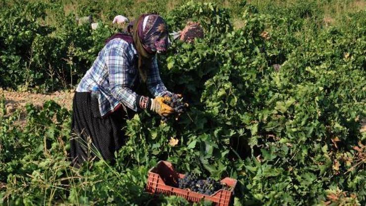 Gaziantepte, sofralık üzüm hasadı başladı