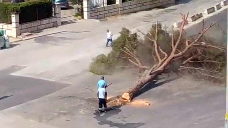 İzmirde yarım asırlık ağacın kesilmesi tartışması
