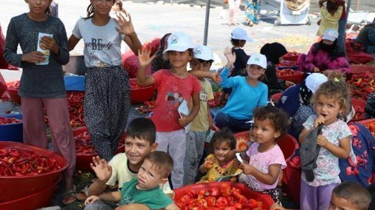 Şanlıurfa’da isot tarlasında çalışanlara ‘güneş çarpması’ uyarısı
